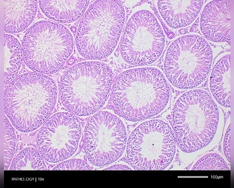 Histopathology Services
